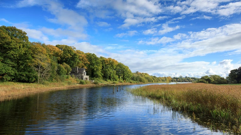 Reedbeds on Upper Lough Erne at Crom, County Fermanagh